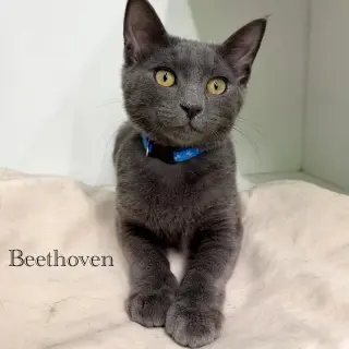 Beethoven