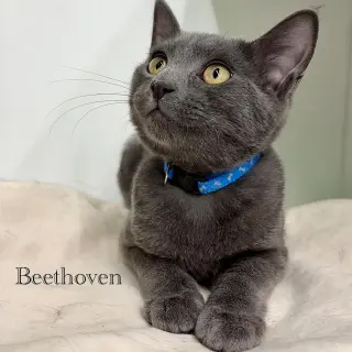 Beethoven