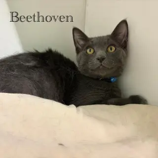 Beethoven