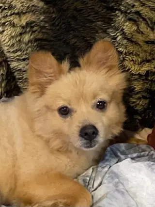 Tucker  PUPPY