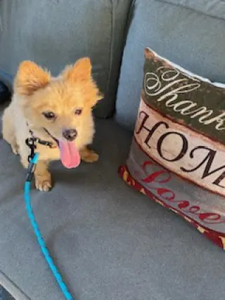 Tucker  PUPPY