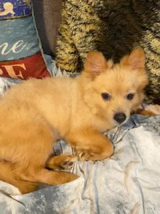 Tucker  PUPPY