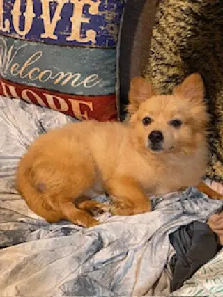 Tucker  PUPPY
