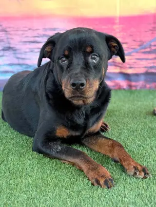 Delilah