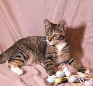 Callie (& sibling)
