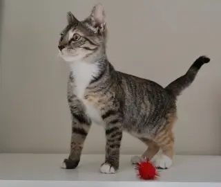 Callie (& sibling)