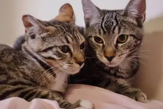 Callie (& sibling)