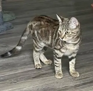 KITTEN SHILO