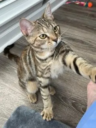KITTEN SHILO