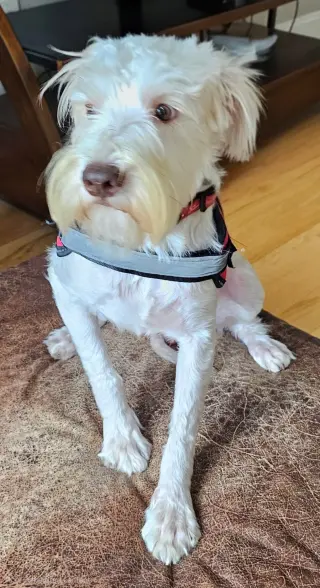 ARMANI