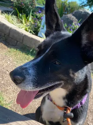 Ari