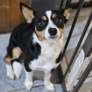 Eddie