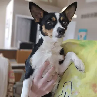Eddie