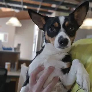 Eddie