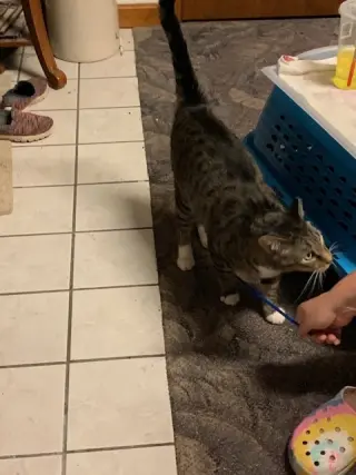Alastair