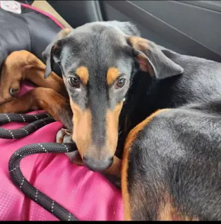 Penny