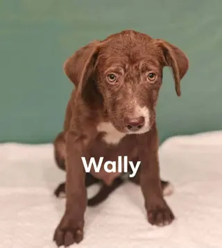 Wally *