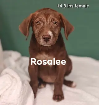 Rosalee *