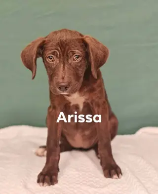 Arissa *