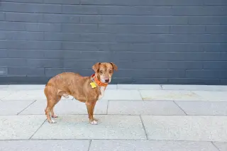 Rhen
