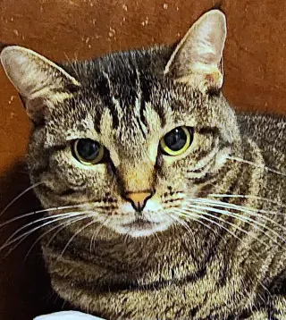 Izzy