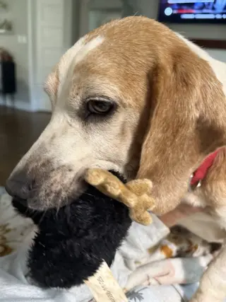 Waylon