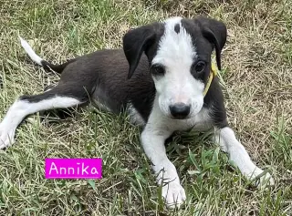 Annika