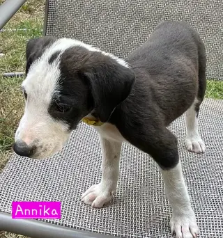 Annika