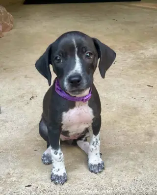 Marlowe (female)