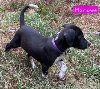 Marlowe (female)