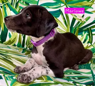Marlowe (female)