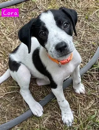 Cora
