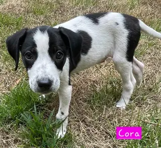 Cora