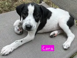 Cora