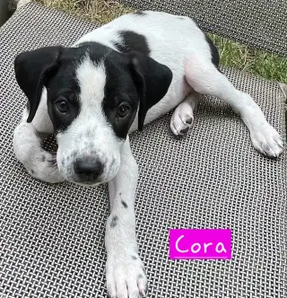 Cora