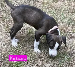 Katana