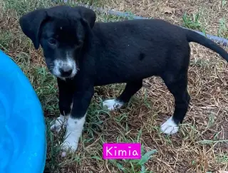 Kimia