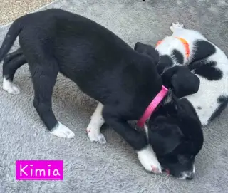 Kimia