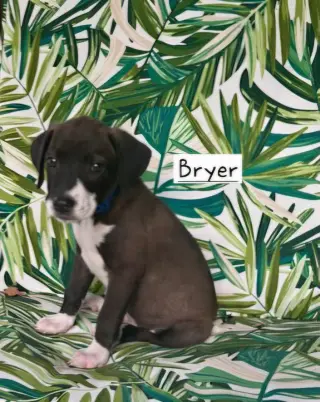 Bryer