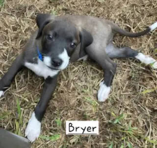 Bryer