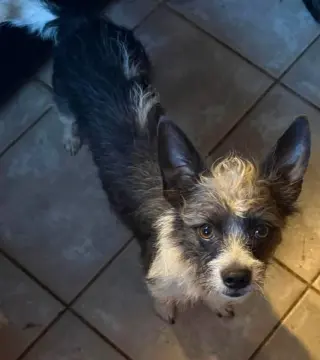Chewy