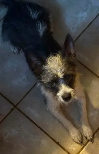 Chewy