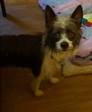 Chewy