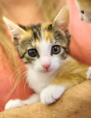 Amelia