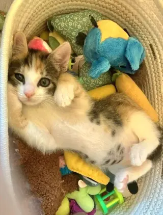 Amelia