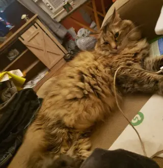 Molly