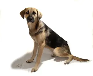 Lani