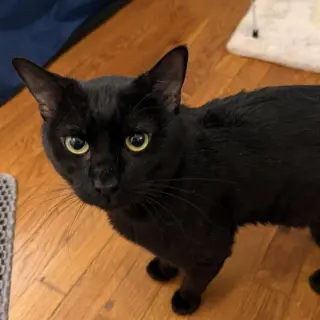 Fitz