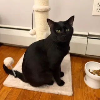 Fitz