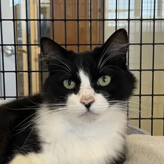 Petunia